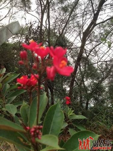 沿路都是美丽的花草，更让你欣喜的是，这些花草都贴有品种介绍的小牌，让你在欣赏花的娇艳美丽的同时，也能普及一下草本知识。这算是意外的收获吧？