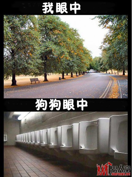 元芳都hold不住的搞笑图片对比