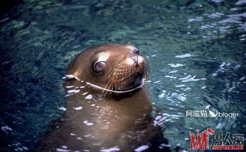 南非开普敦：超生游击队 萌翻的海豹宝宝