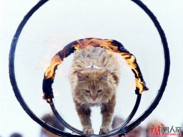 猫咪冲火圈