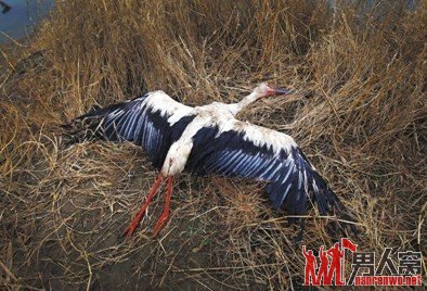 河北唐山发生群鸟死亡事件 有中毒迹象(组图)