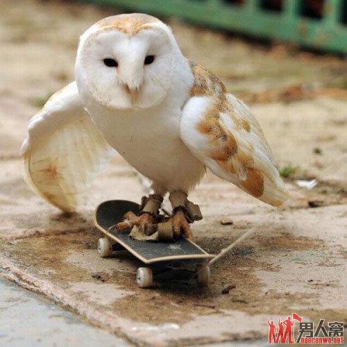 你是啄木鸟吧？