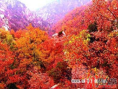 广东七大红叶观赏圣地 冬天里的别样精彩