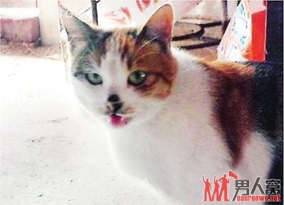 搬家两猫跳井自尽 被称为最忠心的猫