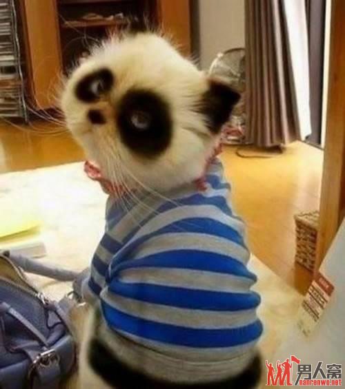 瞄，我是个小熊猫。