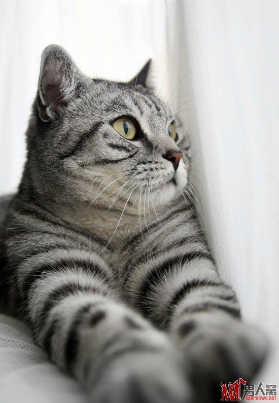 猫咪惊奇的眼色。