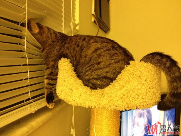 猫咪，你偷窥啥呢？