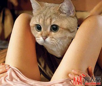 猫咪。看你的眼神，好像跑偏了吧？