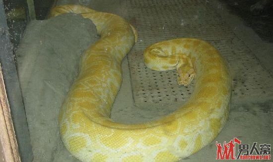 死亡黄金蟒
