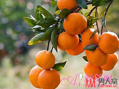 上班族挡住辐射圣品 白领养生必备