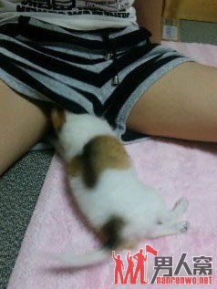 ñ顣