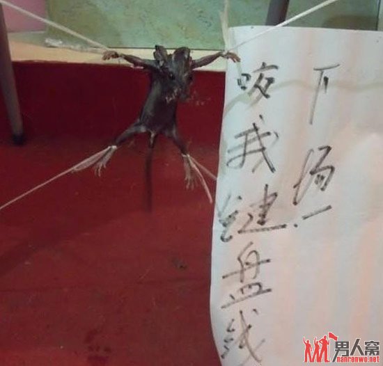 老鼠，这就是你咬我键盘的下场。