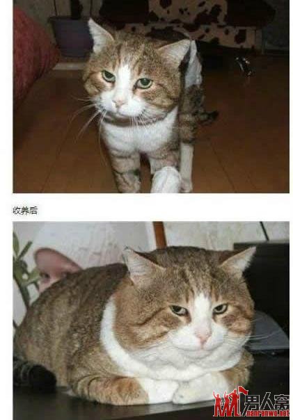 搞笑喵咪