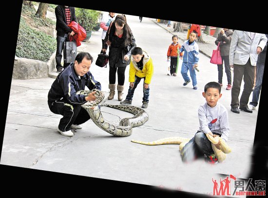 两条蛇一条是重近百公斤的大蟒蛇，一条是罕见的黄金蟒，吸引了众多游客好奇的目光