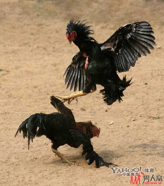 号称“中国一绝”的开封斗鸡