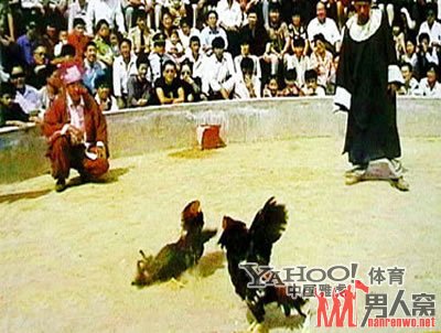 号称“中国一绝”的开封斗鸡