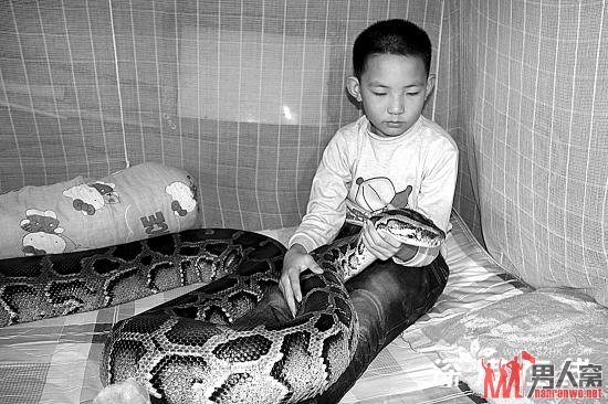 13岁男孩与重上百公斤的大蟒蛇同居12年 被称“中国版少年派”