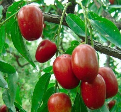 Է Ŷ