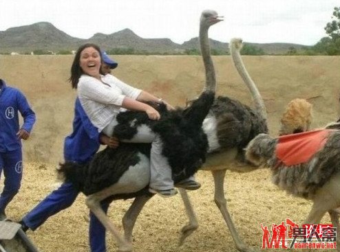 美女骑驼鸟