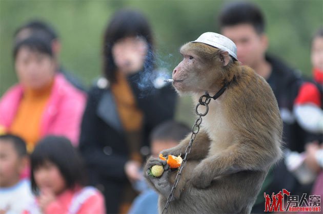 猴子抽烟