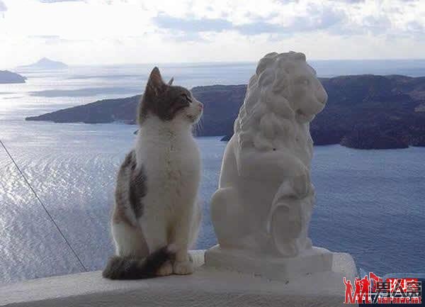 我要做狮子