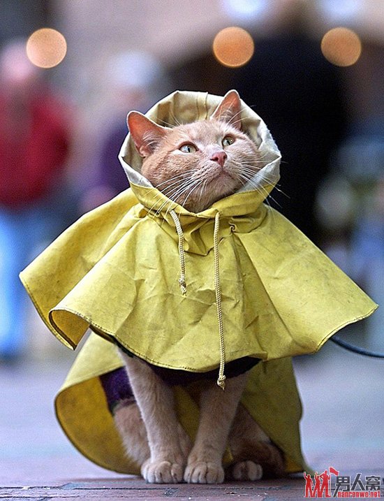猫咪的雨衣。瞬间进军时尚界。