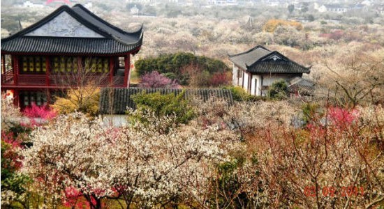 盘点三月国内赏花胜地 如仙子般清丽脱俗