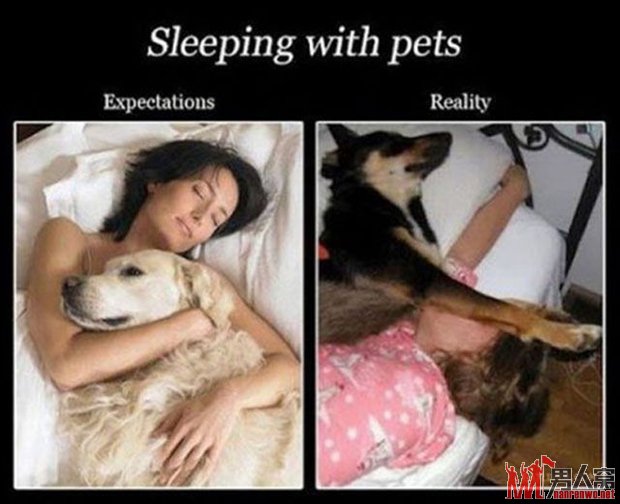 当你和宠物同眠时的理想和现实