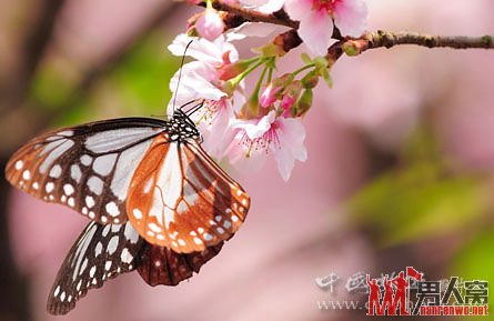 三月国内赏樱地推荐 体验一年一次的浪漫