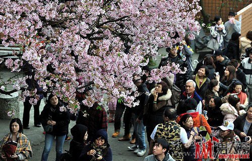 三月国内赏樱地推荐 体验一年一次的浪漫