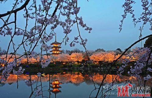 三月国内赏樱地推荐 体验一年一次的浪漫