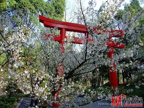 三月国内赏樱地推荐 体验一年一次的浪漫