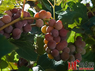养生警惕：六种食物混搭堪比泻药