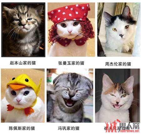 嘻嘻哈哈看搞笑动物