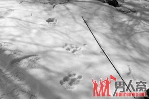 东北虎再现牛圈牧民惊 两次非同一只虎
