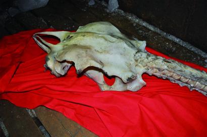 渔民打捞4米长神秘海龙鱼骸骨 传说生物真的存在？