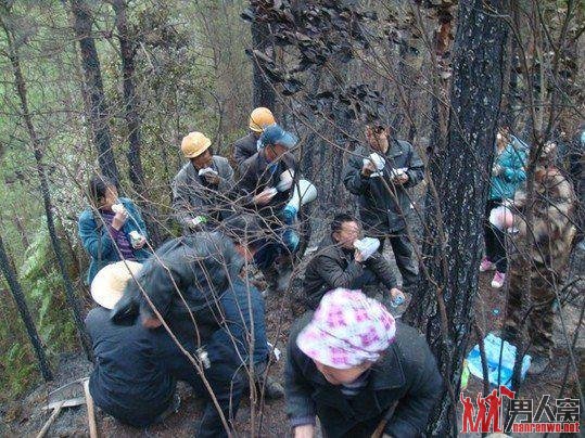 四川四米蟒蛇被雷劈死引发森林大火