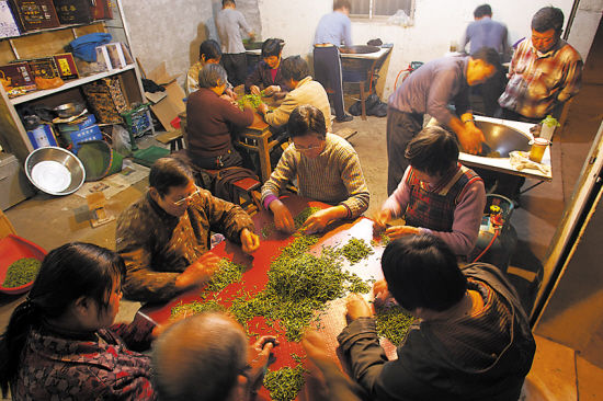 太湖：怀雨披露 西山问茶