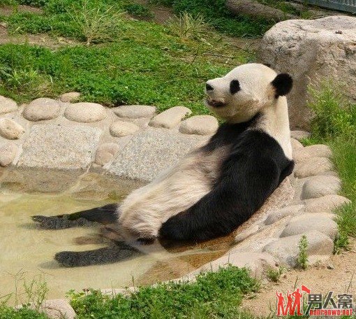 可爱动物 看完笑喷你