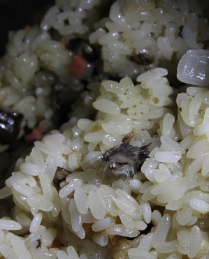 早餐惊现老鼠头食堂赔偿4个鸡蛋 校园食堂饮食卫生引关注