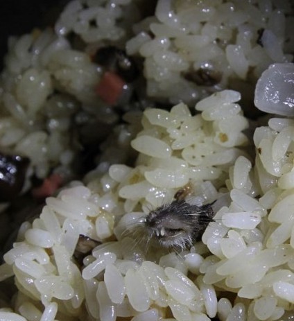 早餐惊现老鼠头食堂赔偿4个鸡蛋 校园食堂饮食卫生引关注