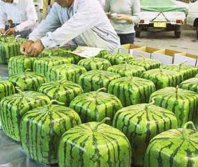 夏日将至 送上清凉西瓜为你消暑