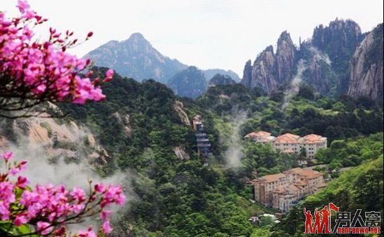夏初，映山红花开黄山