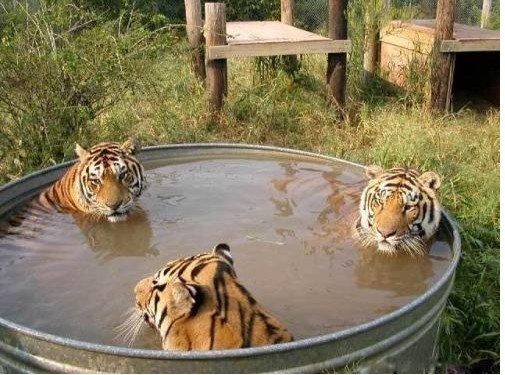 ЦϮ
