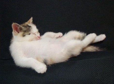 ˲ˣèɰ˼