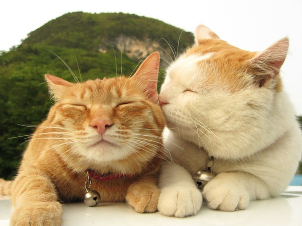 猫叔再度来袭~