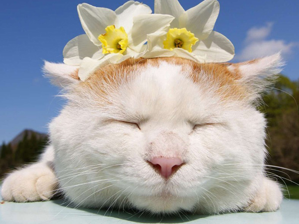 猫叔再度来袭~