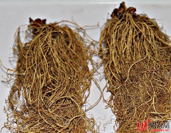 男性阳痿、早泄之最佳食疗方法