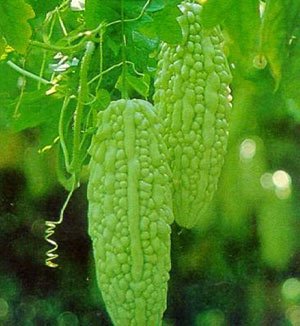 越吃越年轻的几种夏季蔬菜 防癌抗病效果好