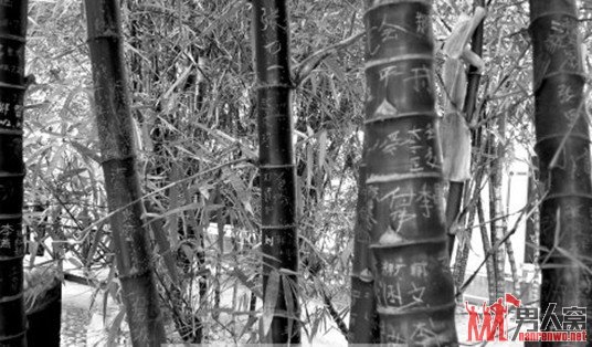 河南景区珍奇稀有花木被刻“到此一游”致面目全非